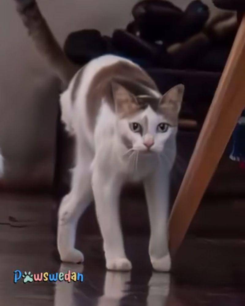 Instagram.com/pawswedan